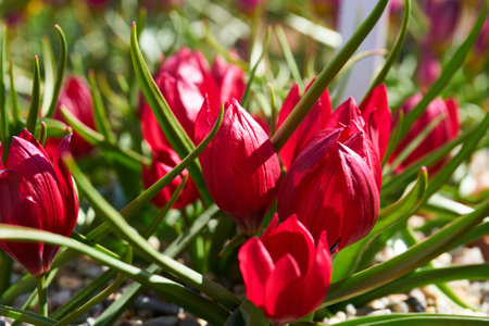 colourful tulips in blossom; spring timeの写真素材