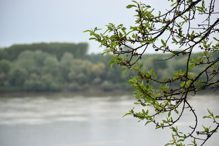 The branches with fresh new leaves in blurred lake and forest background with copy spaceの写真素材
