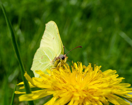 A selective focus shot of a lemongrass butterfly perched on a yellow flowerの写真素材