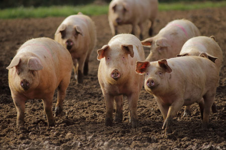 A closeup shot of big pigs on the mug in the farmland