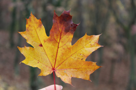 A female holding a yellow maple leaf in autumn