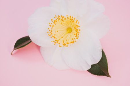 A closeup shot of an artificial white flower on a pink backgroundの写真素材