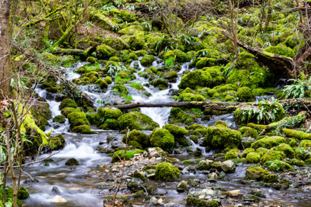 A cascade with mossy rocks in the forestの写真素材