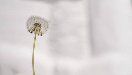Ripe white and fluffy dandelion stands on an abstract white backgroundの写真素材