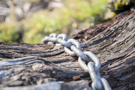 An ingrown wire in the trunk of an old tree in the gardenの写真素材