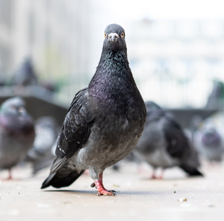A closeup shot of a Feral pigeon in a cityの写真素材