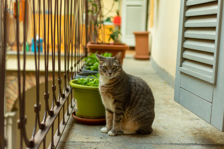 A grey cat staring at the camera while sitting at a balconyの写真素材