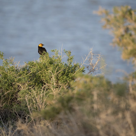 A beautiful shot of a yellow-headed blackbird sitting on a tree in front of a lakeの写真素材