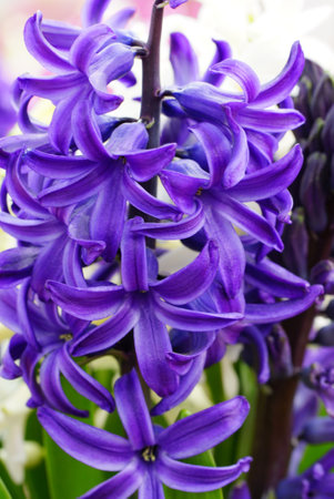 A vertical shot of a purple hyacinth outdoors under sunlightの写真素材