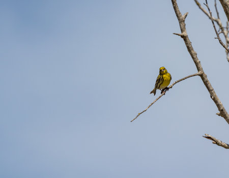 A closeup shot of a male Serin bird perched on the branchの写真素材