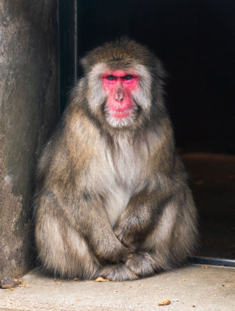 A vertical shot of a Japanese macaque sitting on concrete pavementの写真素材