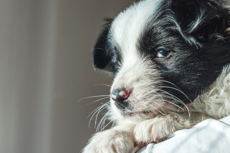 A closeup shot of a Border Collie puppy lying on a soft surfaceの写真素材