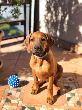 A vertical shot of a Rhodesian Ridgeback dog with a ball toy on its sideの写真素材