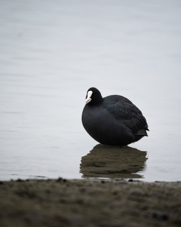 A closeup shot of a wild duck on seaの写真素材