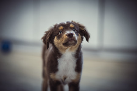A closeup shot of an Australian Shepherd puppy on a blurred background