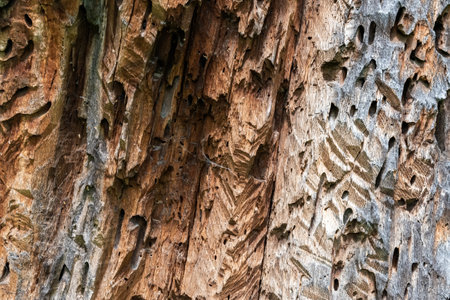 A closeup shot of an aged tree trunk texture - for backgrounds and texturesの写真素材