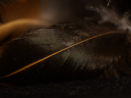 A close up studio shot of feathers on black backgroundの写真素材