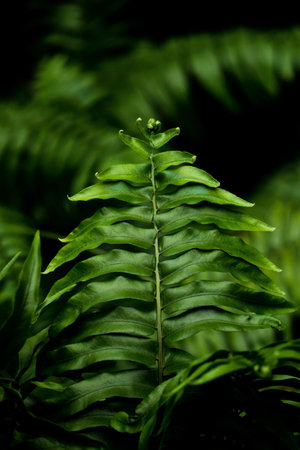 A vertical shot of bright green fern bush isolated on dark blurry backgroundの写真素材