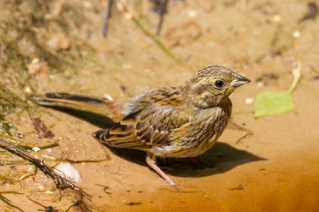 Yellowhammer is thirsty and drinks at a pond