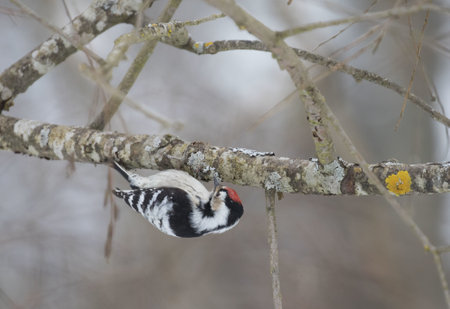 A closeup shot of a great-spotted woodpecker perched on a tree branchの写真素材