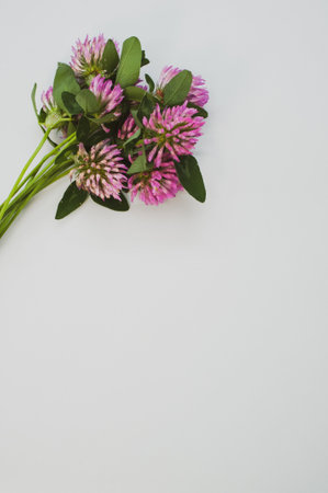 A vertical shot of a bouquet of red clovers isolated on a gray background with space for textの写真素材