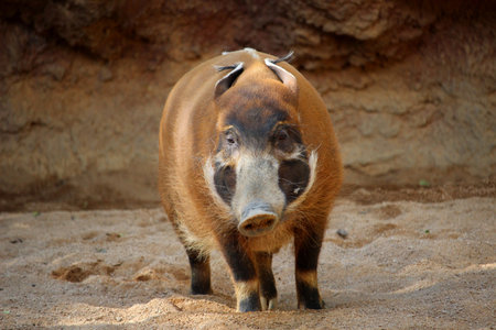 Red river hog (Potamochoerus porcus), also know as bushpigの写真素材