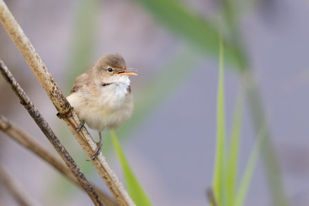 A closeup of a Eurasian reed warbler perched on a stick of a plantの写真素材