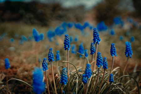 A closeup shot of Muscari armeniacum flowers growing in a fieldの写真素材