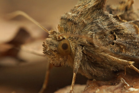 A closeup of an Autographa gamma moth in a field under the sunlight with a blurry backgroundの写真素材