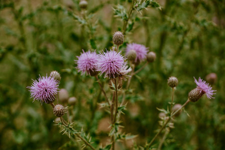 A closeup shot of purple thistles on a blurred backgroundの写真素材