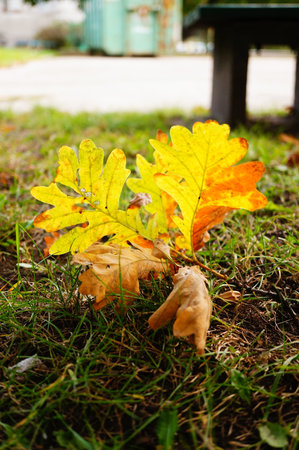 Oak leaves lying on green grassの写真素材