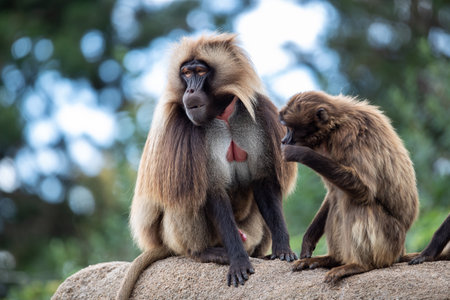 Two cute monkeys in their natural habitat in summerの写真素材