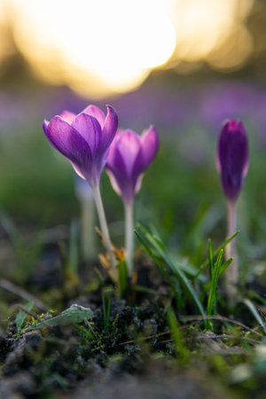 A vertical shot of purple crocuses growing in a fieldの写真素材