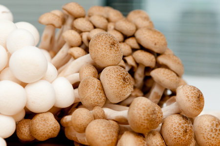 A selective focus shot of white and brown fresh shimiji mushroomsの写真素材
