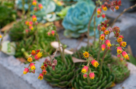A closeup shot of beautiful pink and yellow flowers of the succulentの写真素材
