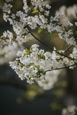 A closeup shot of tree branches with beautiful cherry blossomsの写真素材