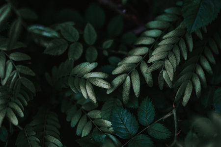 A closeup shot of dark green plant leaves - cool for natural background or wallpaperの写真素材