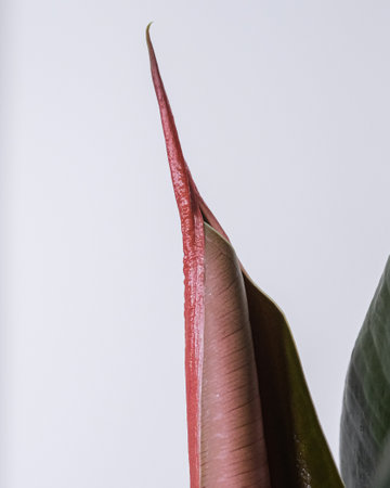 A closeup shot of a home plant ficus against a white backgroundの写真素材