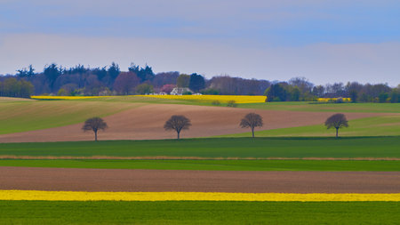 A closeup shot of trees in the agricultural fields under a bright skyの写真素材