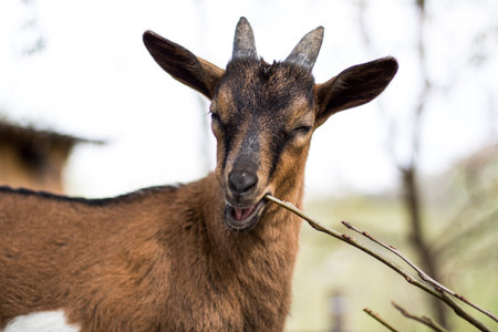 A closeup shot of a brown goat biting a stickの写真素材