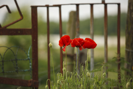 A selective focus shot of the beautiful red poppiesの写真素材