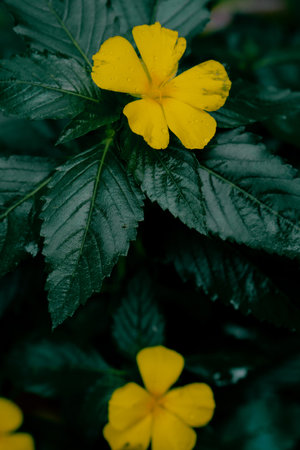 A vertical shot of damiana (Turnera diffusa) flowers - perfect for wallpapersの写真素材