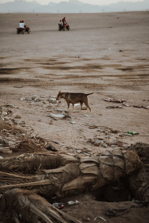 A vertical shot of a dog in a desert covered in garbage - concept of environmental pollutionの写真素材
