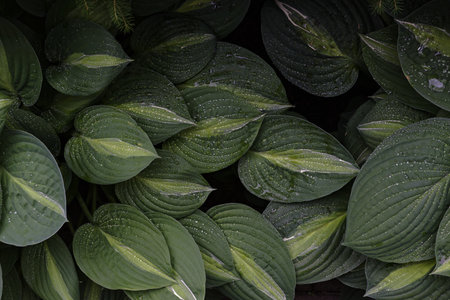 A closeup shot of green stripped hosta leaves covered in dewdropsの写真素材