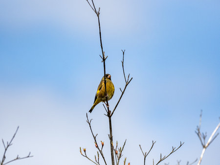 A scenic view of an Oriental Greenfinch perched on a tree branch on a blue sky backgroundの写真素材