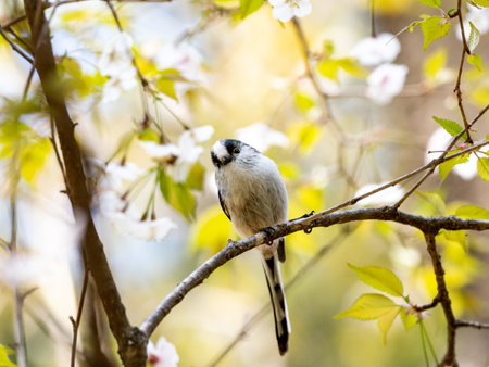 A long-tailed tit perched on a tree branchの写真素材