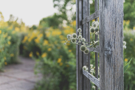 the ball-headed plants growing through the wooden frame in the park with yellow flowersの写真素材