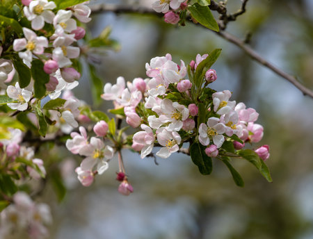 A closeup shot of beautiful cherry blossomsの写真素材