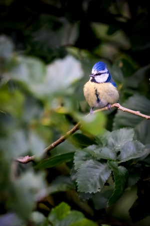 A vertical shot of a blue tit perched on a branchの写真素材