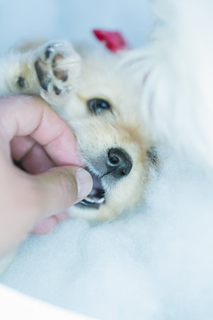 A vertical shot of a lovely puppy with a pink bow and a human hand playing with herの写真素材